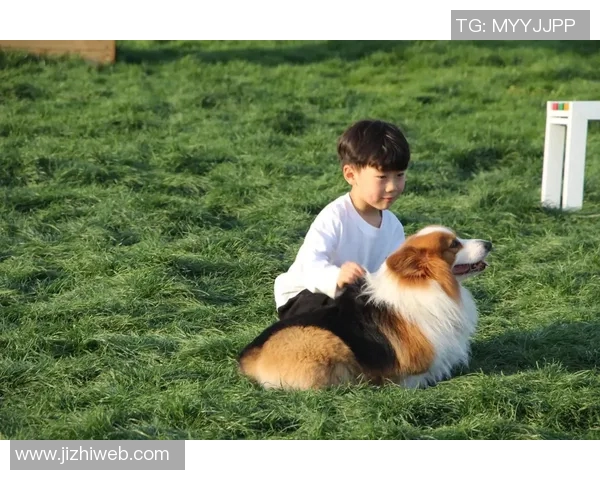 足球明星与爱犬的生活揭秘：他们如何选择和照顾自己的狗狗