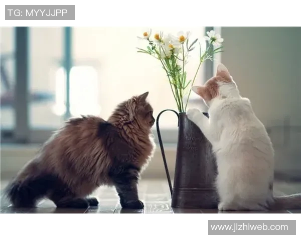 足球明星们的爱宠猫咪名字大揭秘你知道多少呢